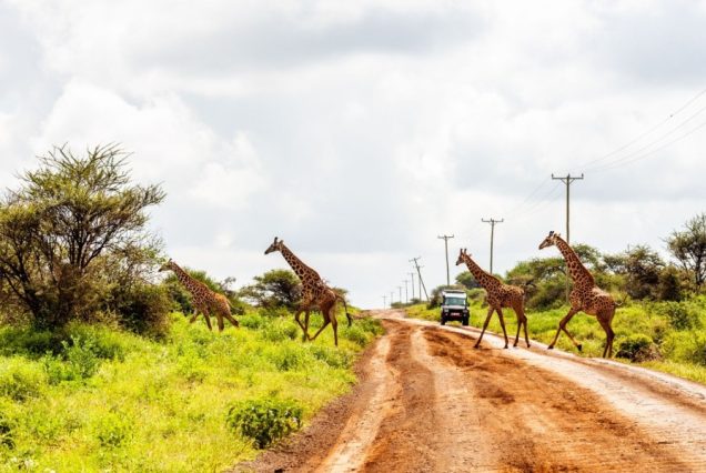 Amboseli-giraffes