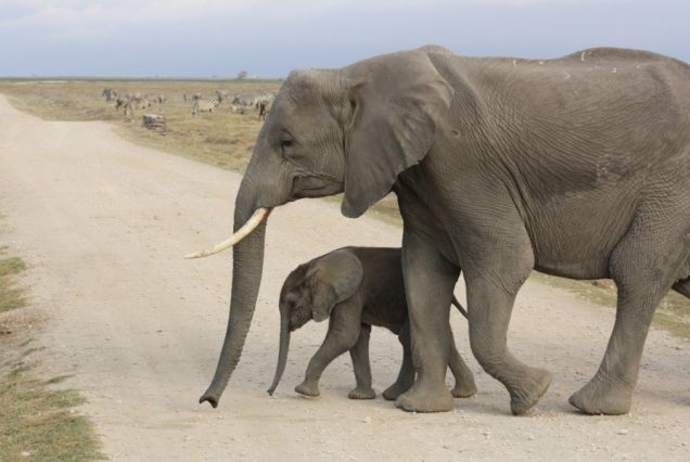 Amboseli-safaris