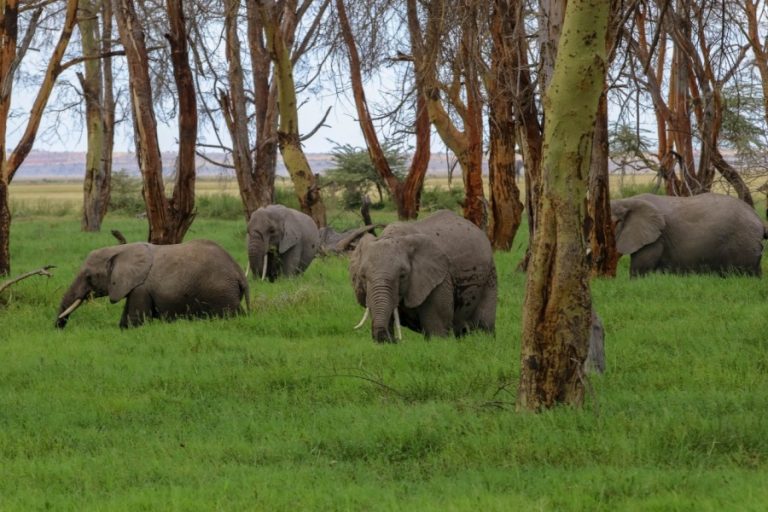 8 Days Nakuru, Masai Mara, Serengeti, Ngorongoro & Amboseli Safari