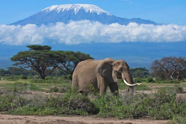 7-Day Kenya Classic Safari: Lake Nakuru, Amboseli & Masai Mara