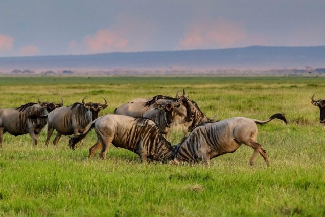 4-Day Amboseli & Lake Nakuru Safari