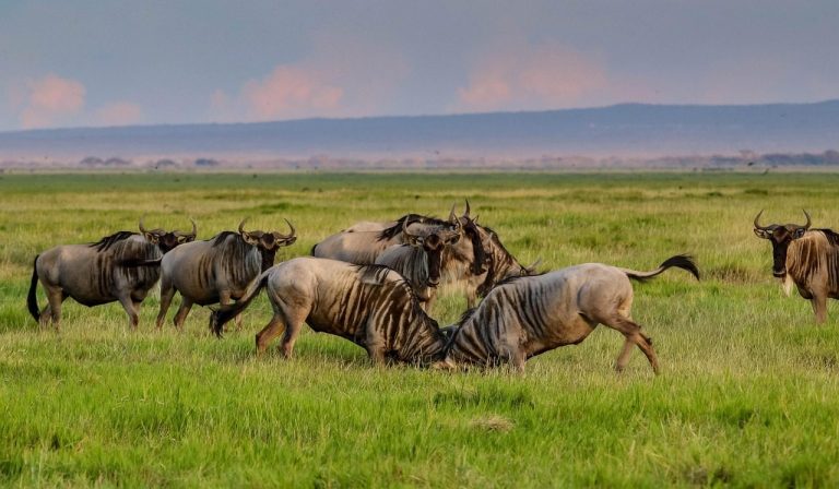 4-Day Amboseli & Lake Nakuru Safari
