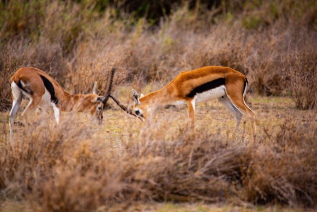 Amboseli_animal_7219904