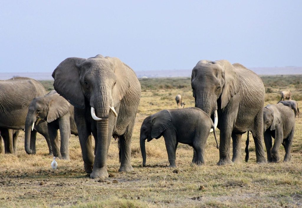 Amboseli