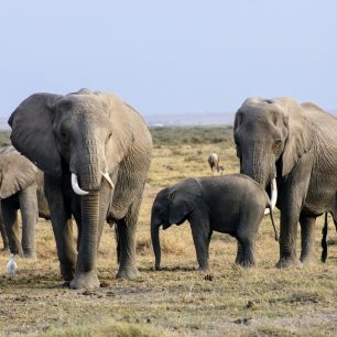 Amboseli