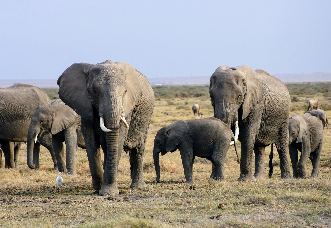 Amboseli