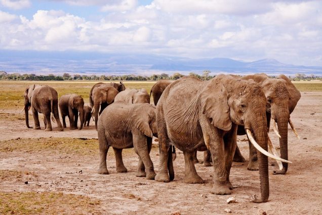 Amboseli_elephants_458990