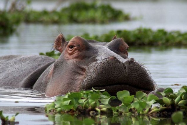 Hippo-lake-naivasha