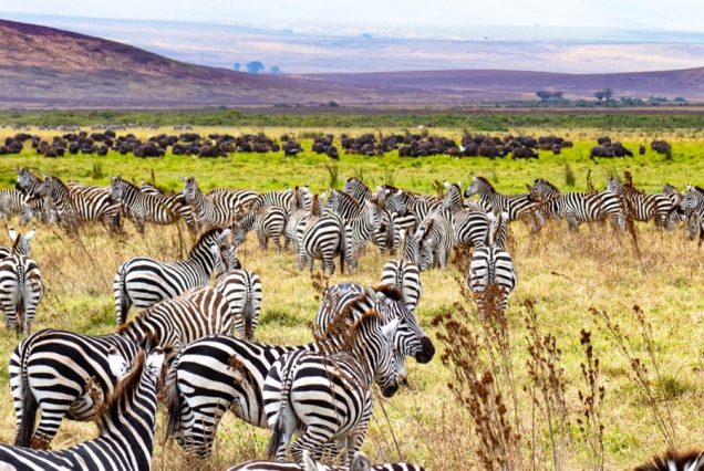 Lake-Manyara5
