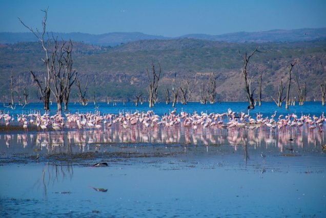 Lake-nakuru_bird_7942967