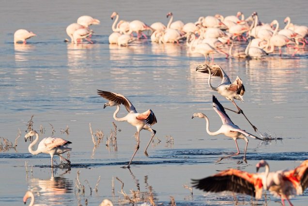 Lake-nakuru_flamingo_3569881