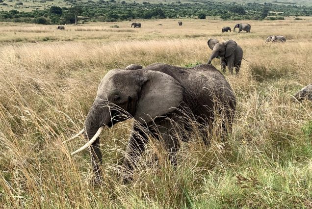 Mara-elephants