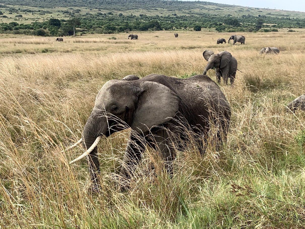 Mara-elephants