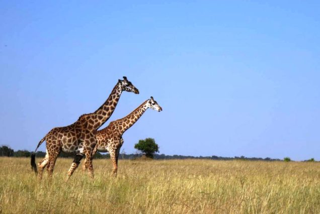 Mara-giraffes