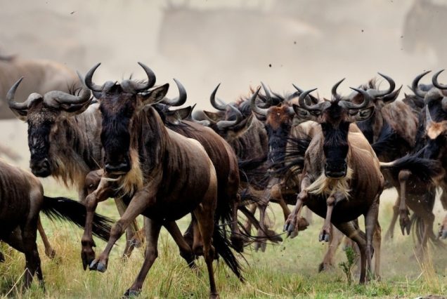 5 Days Ngorongoro & Serengeti Great Wildebeest Migration Safari