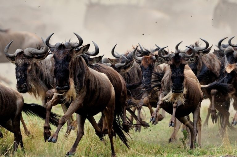 5 Days Ngorongoro & Serengeti Great Wildebeest Migration Safari