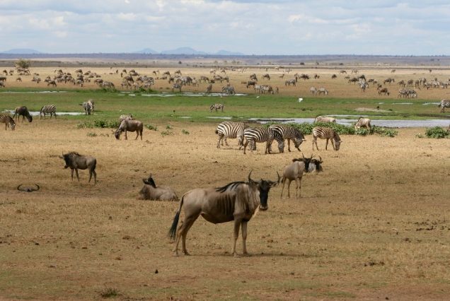 Mara-wilderness