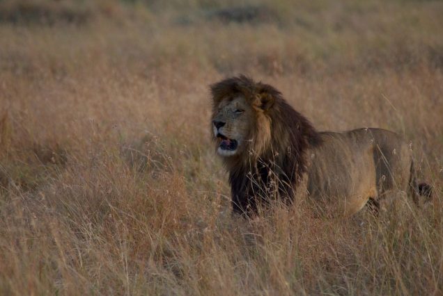 Masai-mara_lion_7367464