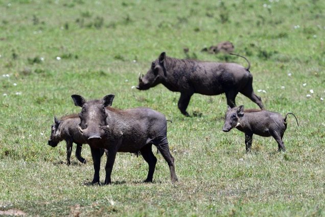 Masai-mara_warthogs_7241380