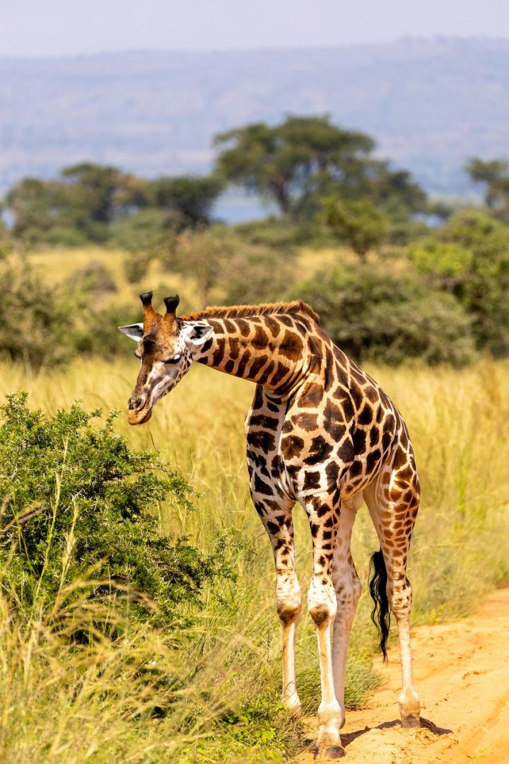 Murchison-Falls_giraffe_7708377
