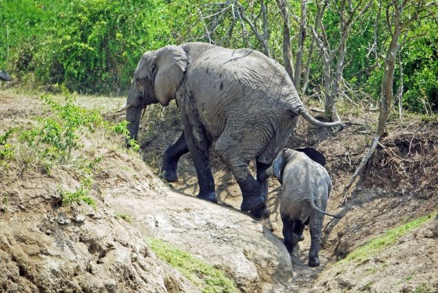 4 Days Bwindi's Gorilla Trekking & Queen Elizabeth's Wildlife Safari