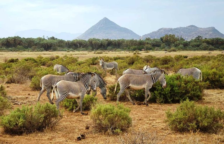 3 Days, 2 Nights Samburu National Reserve Safari