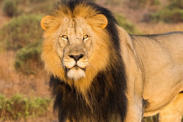4 Days Serengeti National Park & Ngorongoro Crater Safari