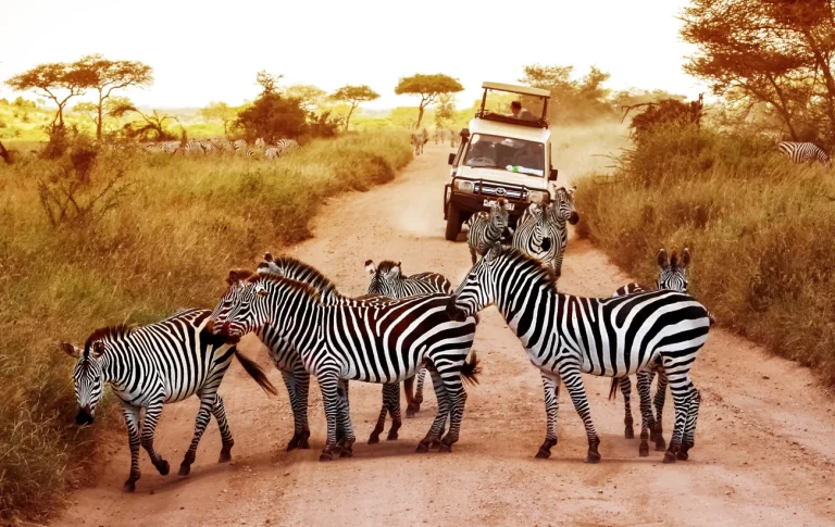 9 Days Masai Mara, Lake Nakuru, Manyara, Ngorongoro & Serengeti Camping Safari