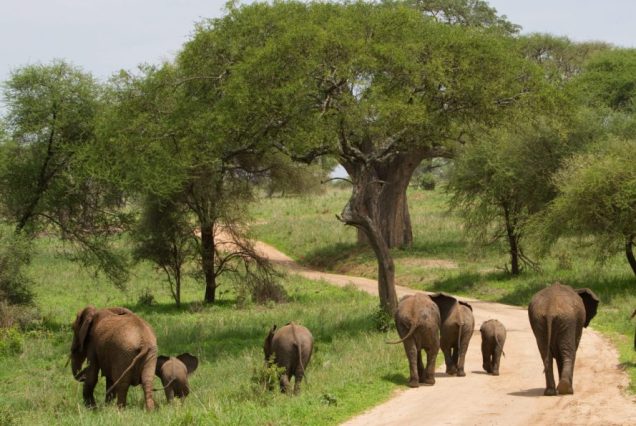 6 Days Lake Manyara, Serengeti, Ngorongoro & Tarangire Safari