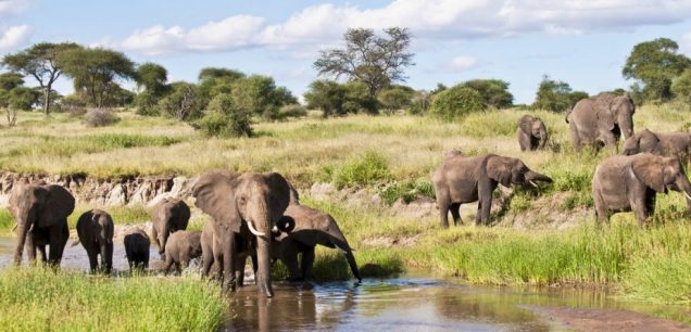 Tarangire