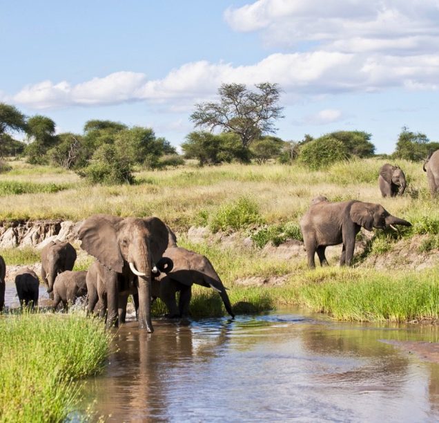 Tarangire