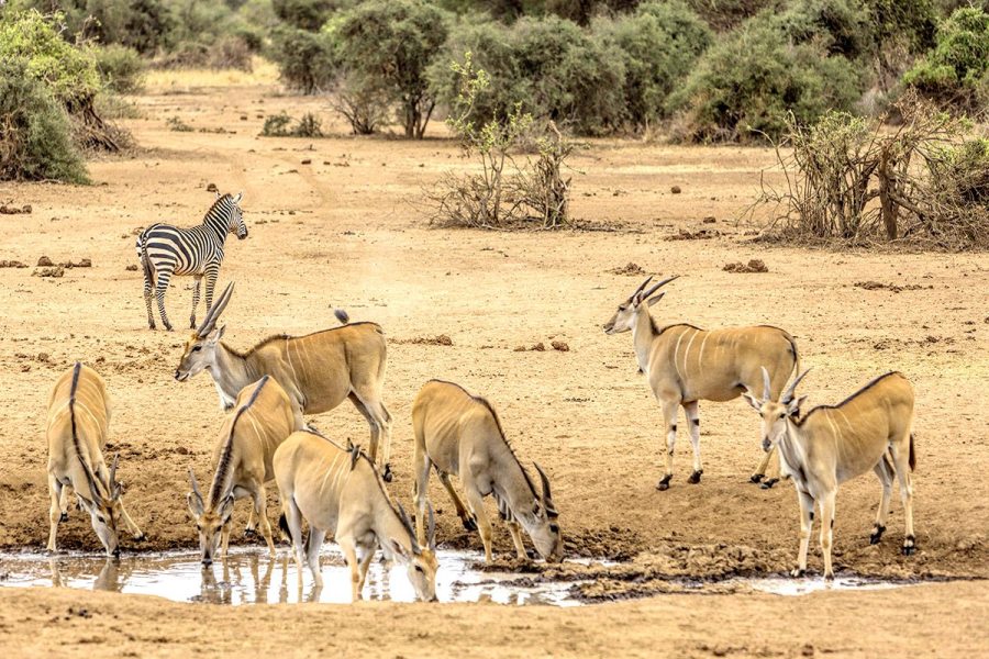 Tarangire5