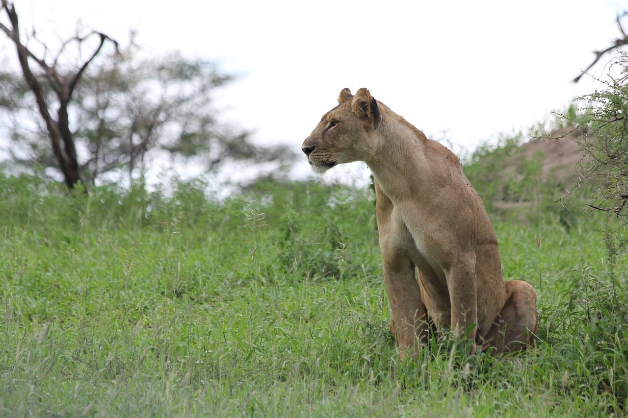 Tarangire_lioness_223005