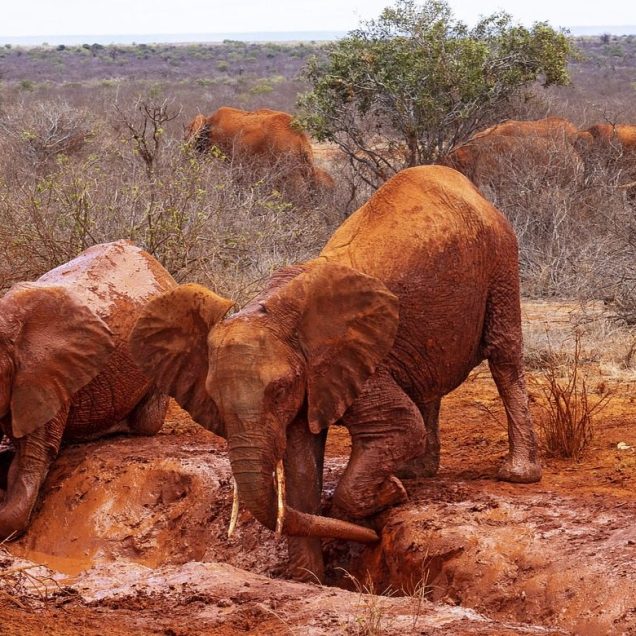 Tsavo