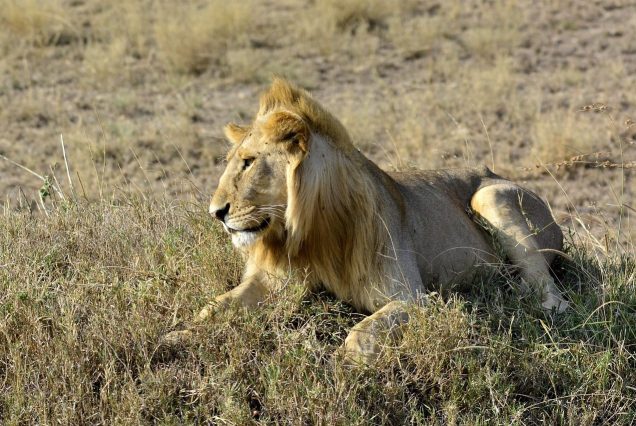 Tsavo_lion_650634
