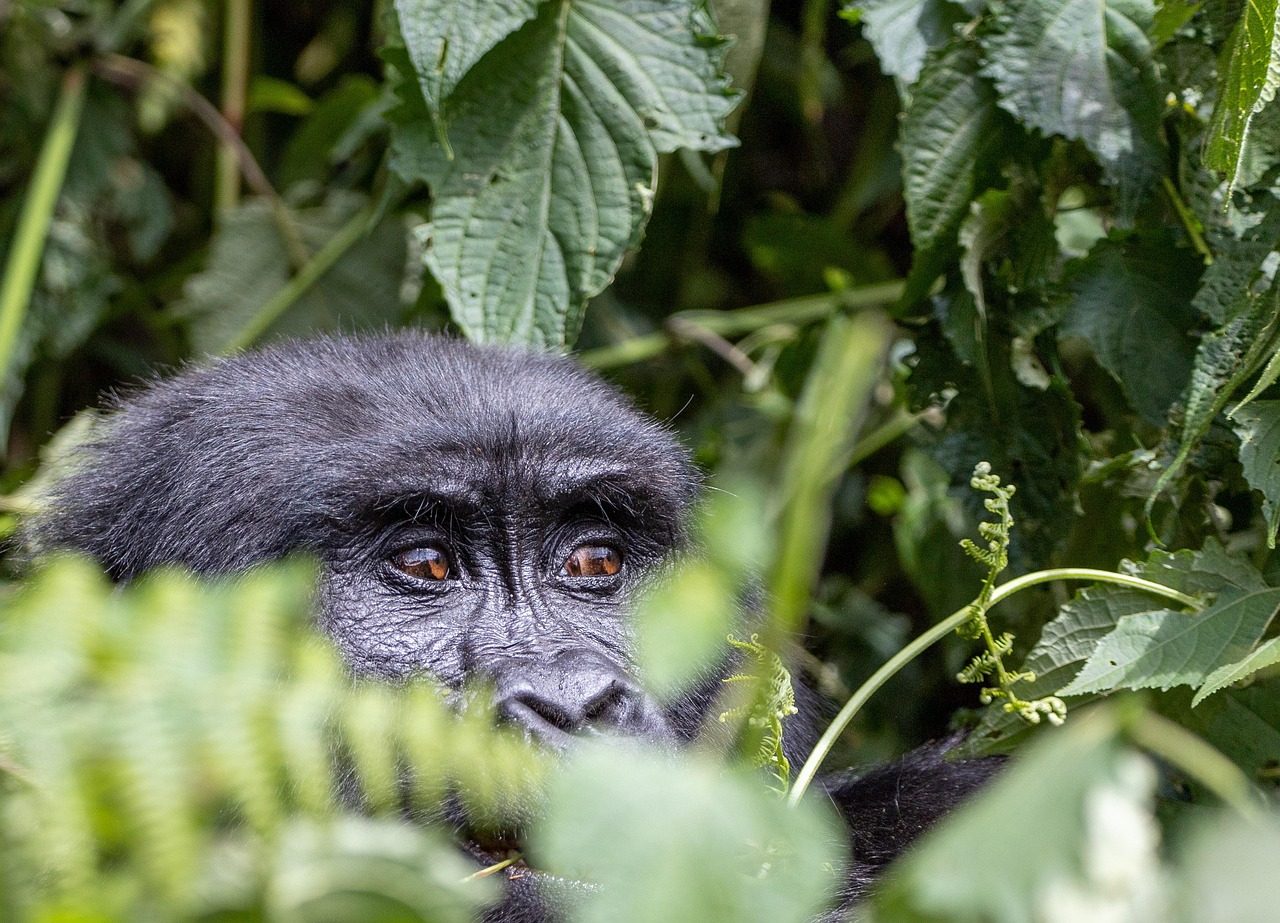 bwindi_gorilla_7708352