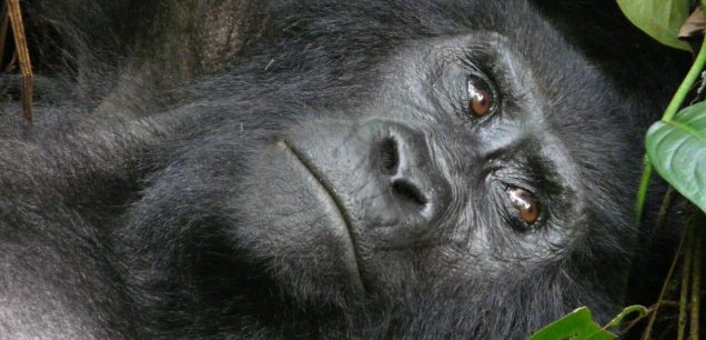 Bwindi Impenetrable Forest