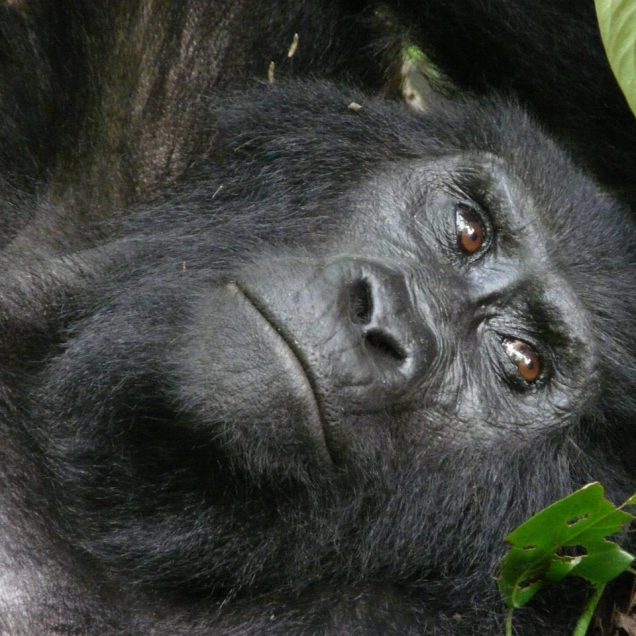 Bwindi Impenetrable Forest
