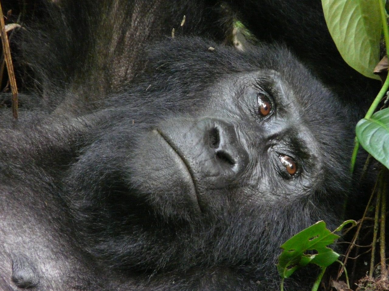 Bwindi Impenetrable Forest