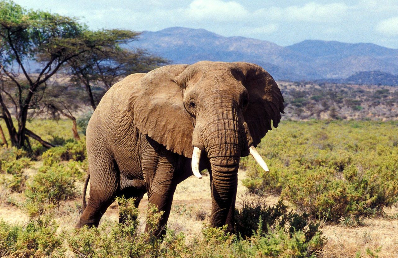 elephant-samburu