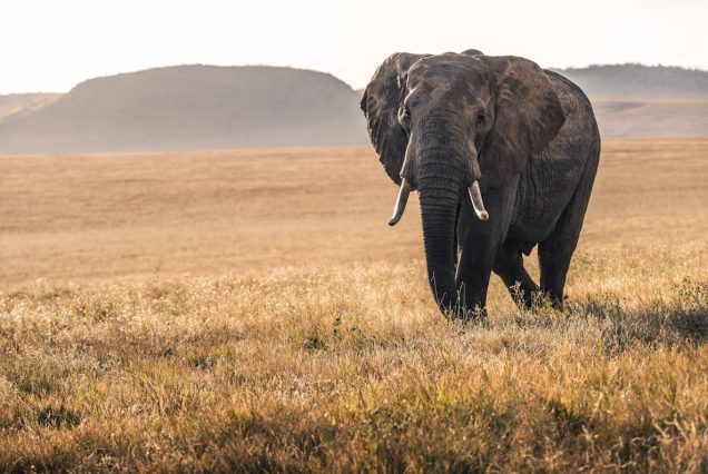 Elephants with Mount Kilimanjaro backdrop in Amboseli, Kenya