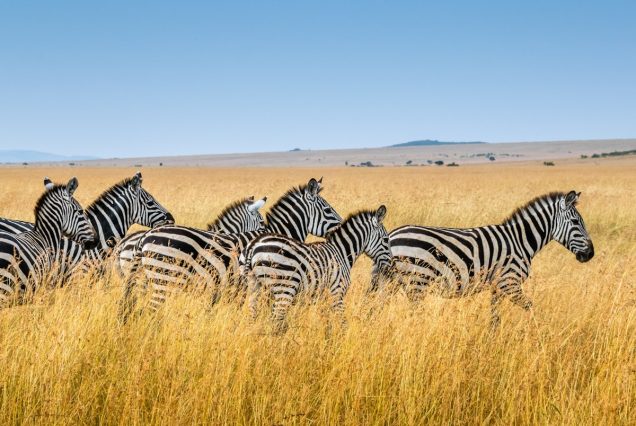 Giraffe in Kenyan savanna