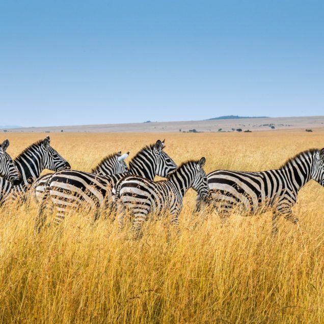 Masai Mara