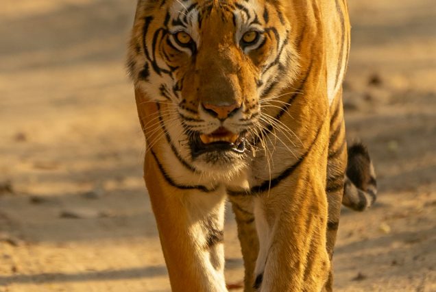 Black rhino in Lake Nakuru National Park