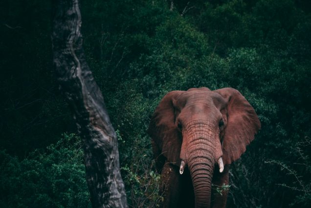 African elephant in Masai Mara savanna