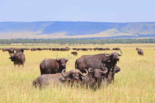 3 Days Tarangire National Park & Ngorongoro Crater Safari