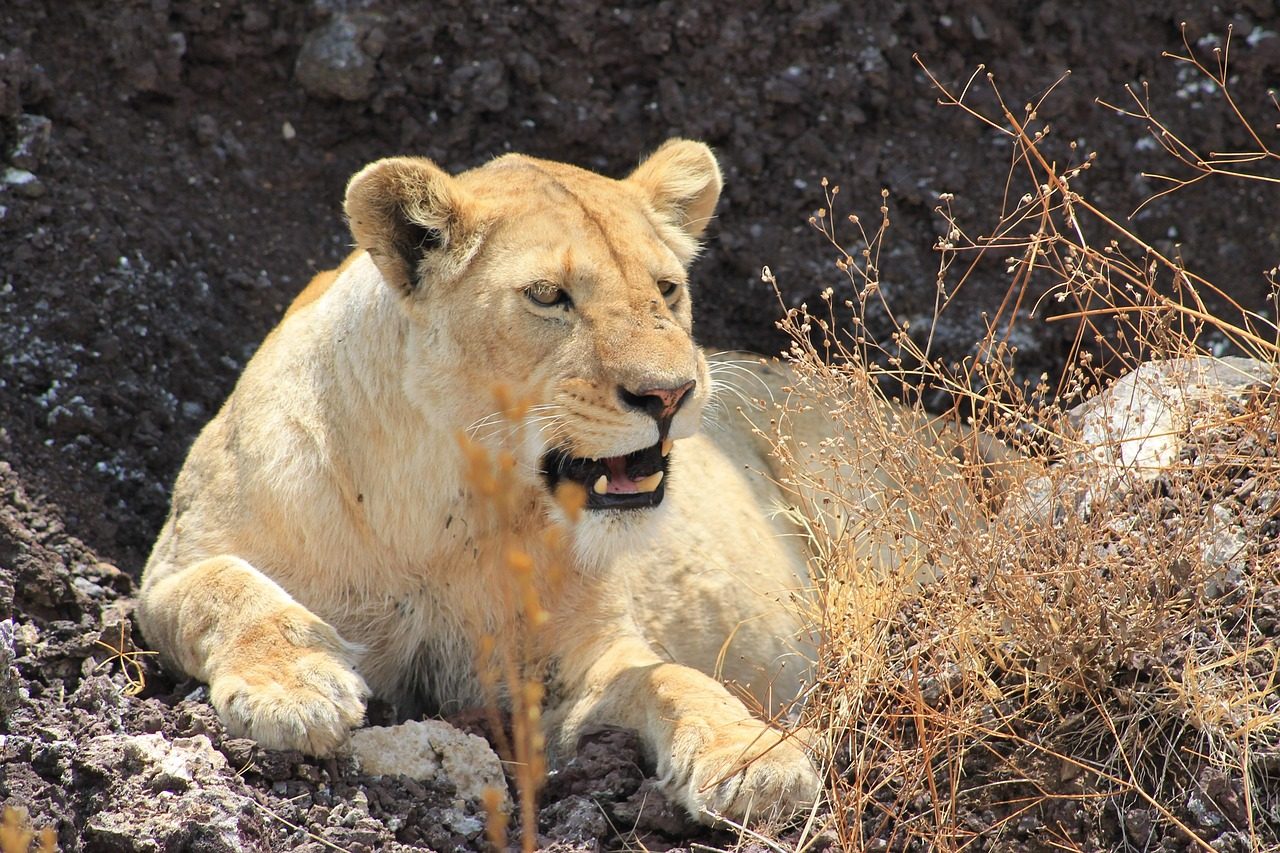 Ngorongoro Crater