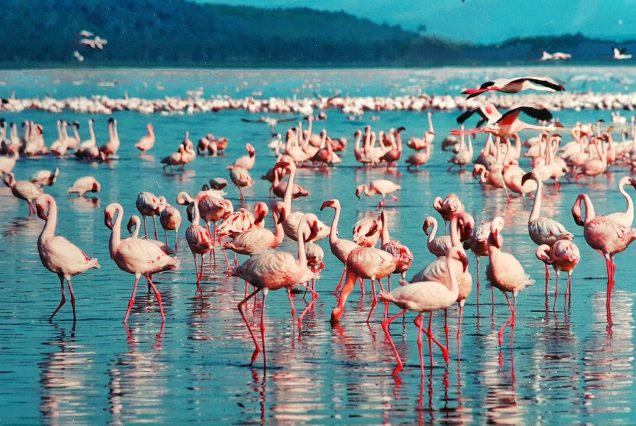 pink-flamingo-Lake-Nakuru