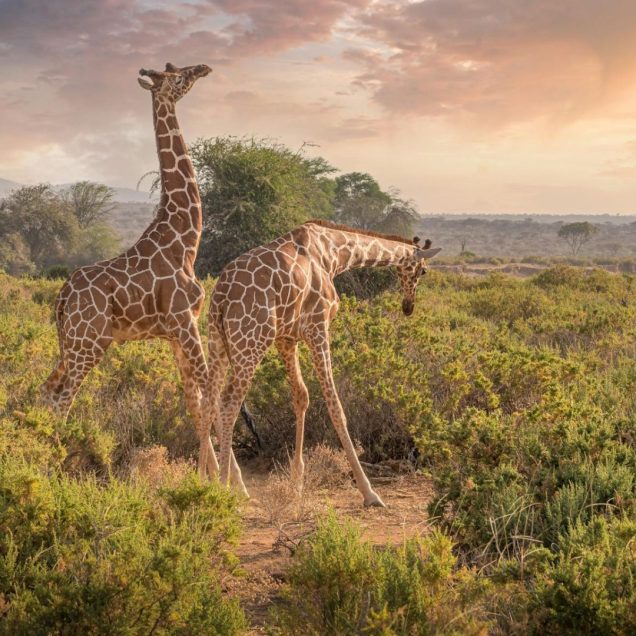 Samburu