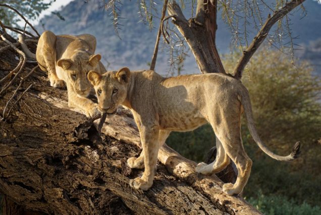 samburu-national-park_Two_31020848